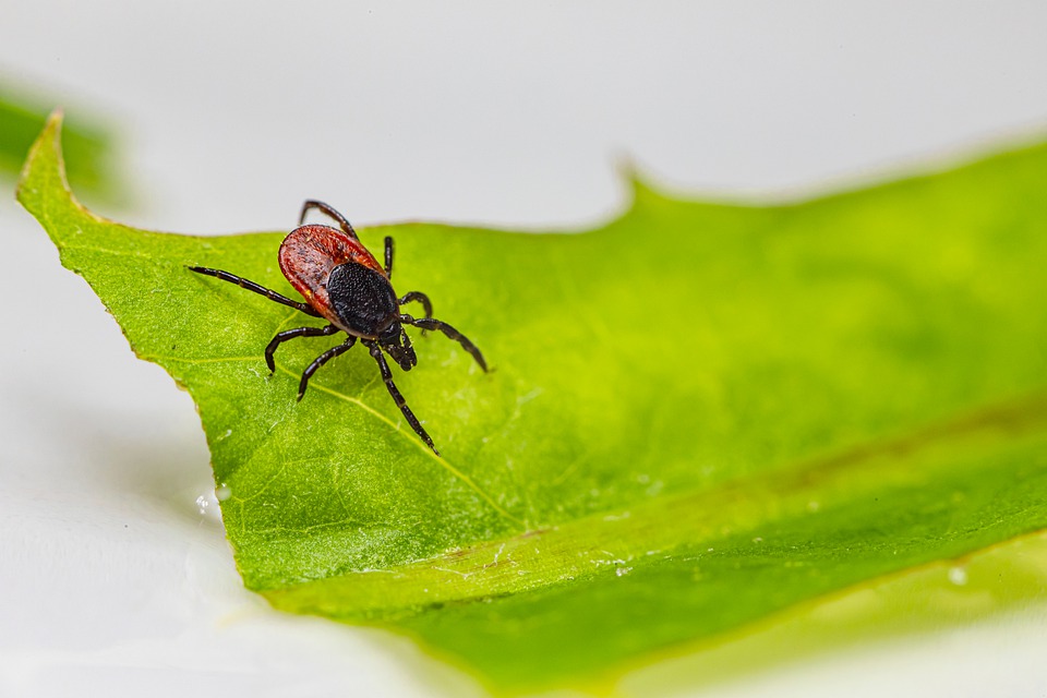 Lyme Disease on Rise in Michigan