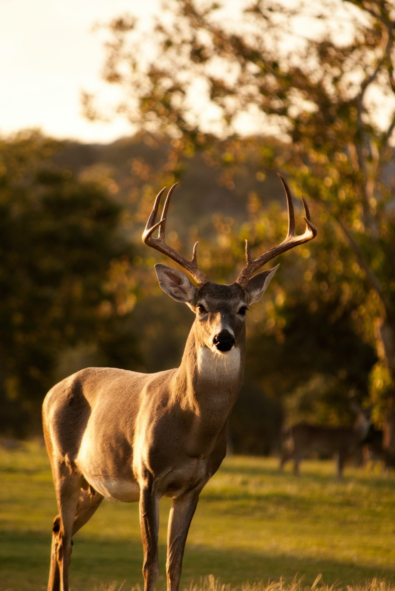 Michigan to Hunters: Shoot a Deer Without Telling Us Promptly, Go to Jail