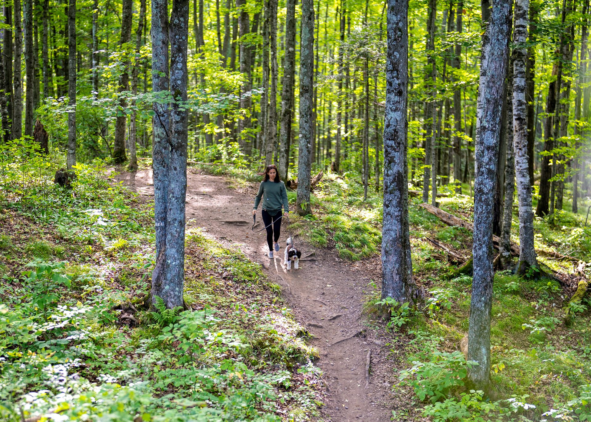 DNR Rolls Out New State Forest Road Maps brisk-walking
