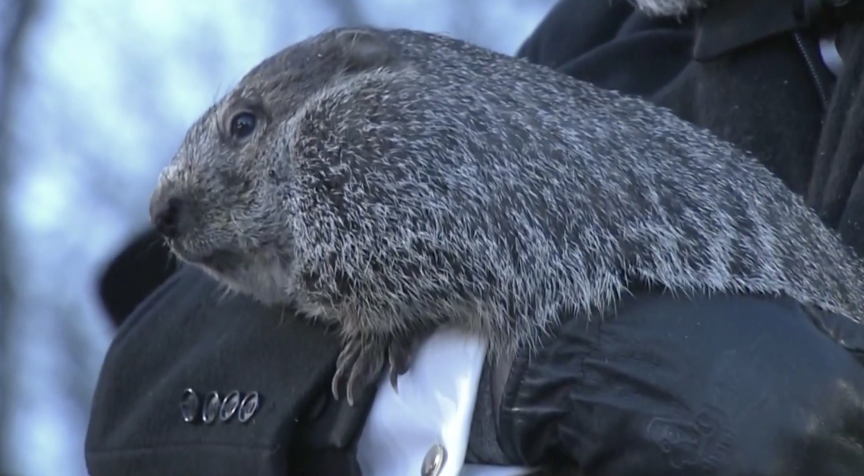 Groundhog Chaos Michigan’s Female Groundhog Predicts Early Spring