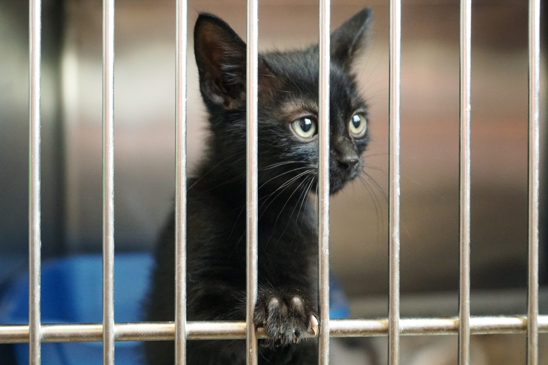Michigan Dept. of Ag Announces 150K in Grants to 34 Animal Shelters