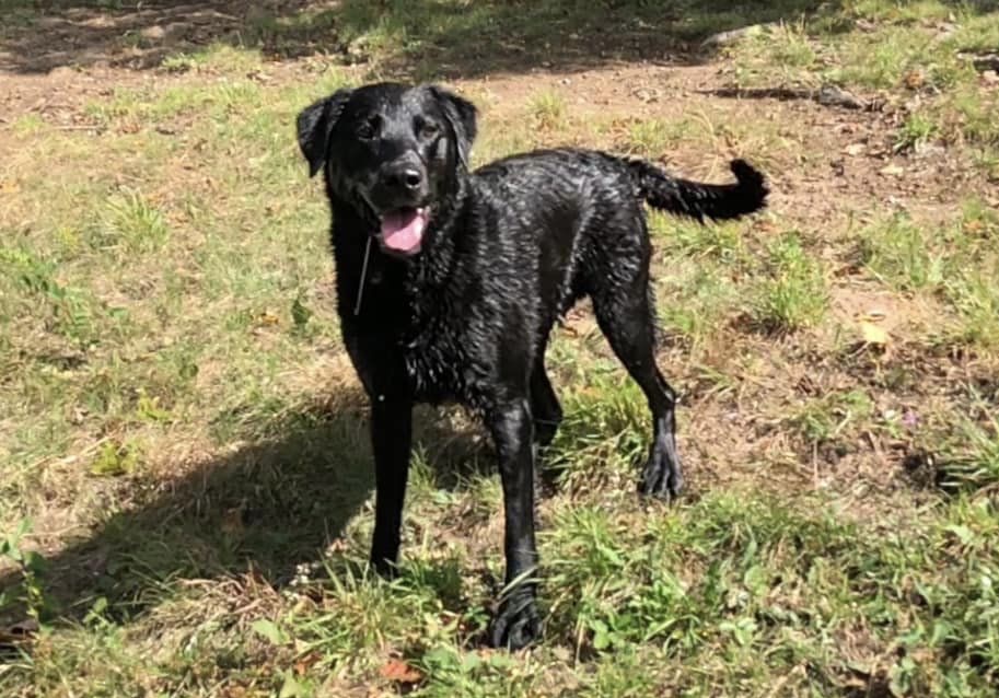 Buckley Man Who Shot and Dismembered Dog Gets 60 Days in Jail