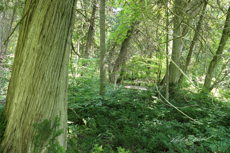 Valley of the Giants