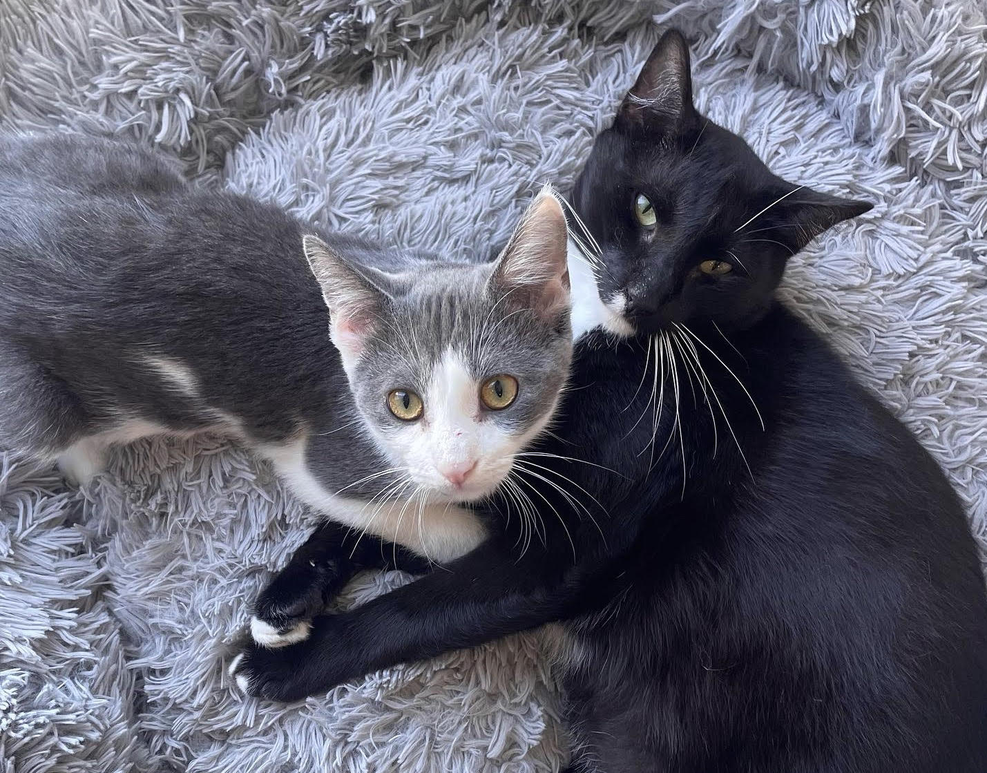 Cat Cafe, Hotel and Restaurant Are Victims of Swatting in Grand Rapids
