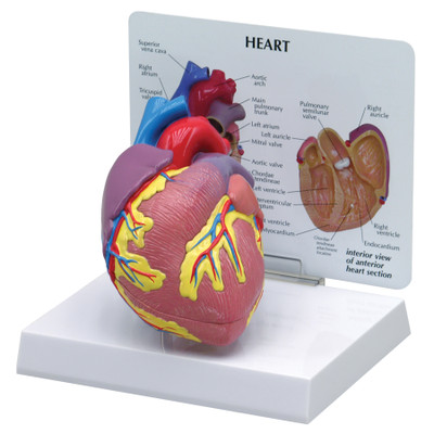 Have a Heart: MSU Researchers Develop Breakthrough Mini Heart Model