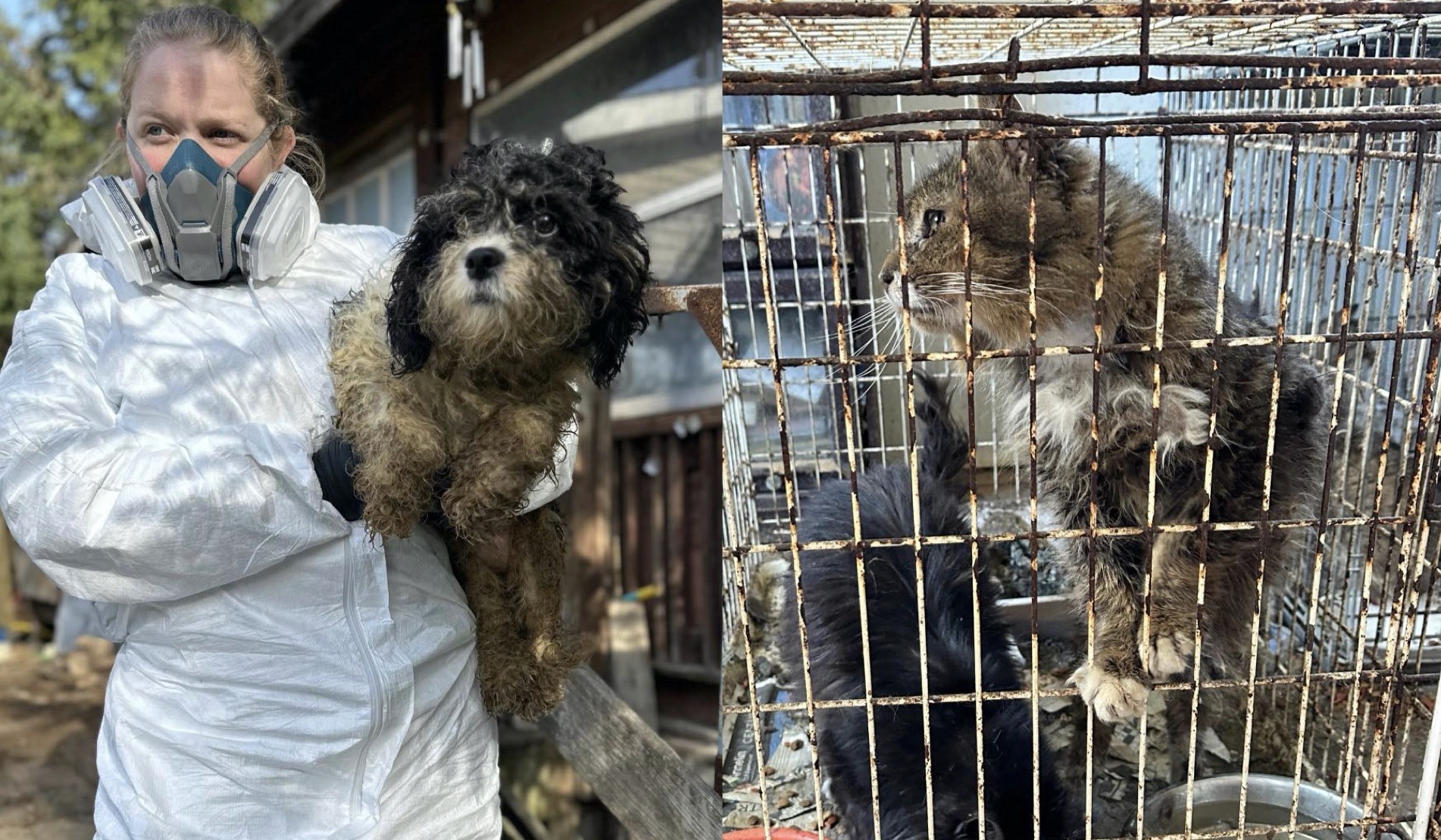 More Than 50 Animals Rescued Out of Emmet County from Alleged Hoarding ...