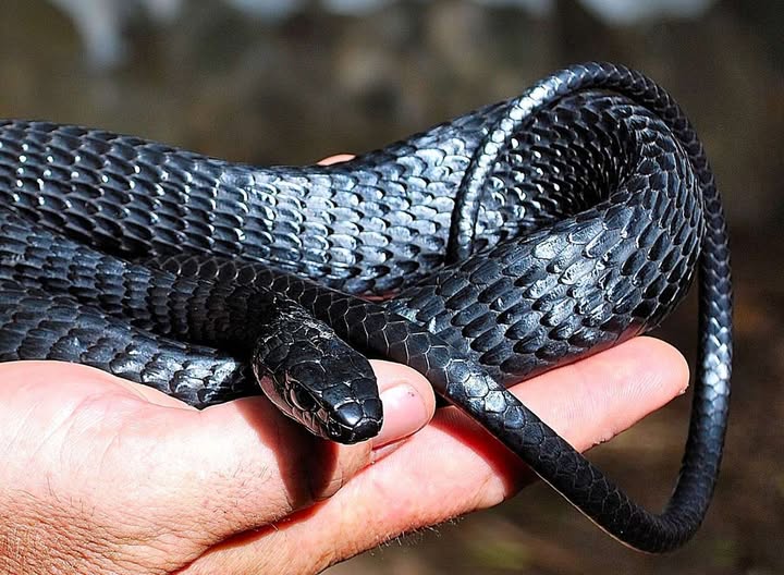 Snake Outsmarts Hawk, Slithers Into the Scientific Record