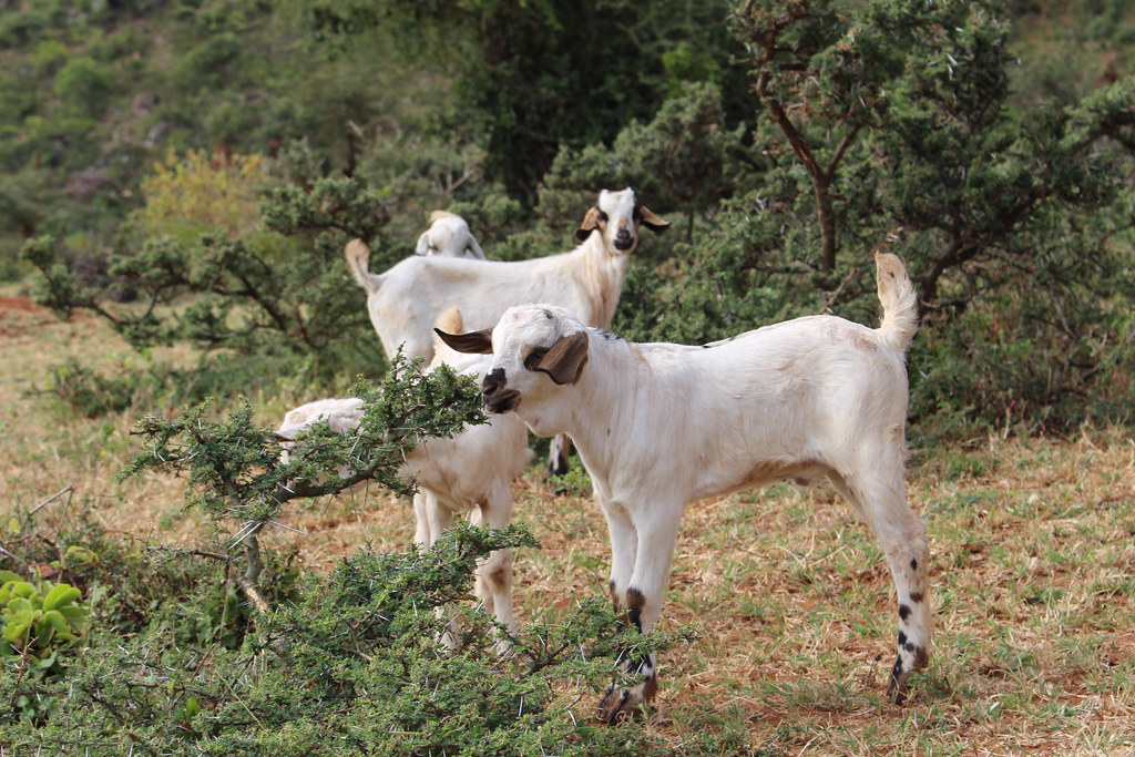 Baa-ckthorn Beware: Goats Arrive to Clean House