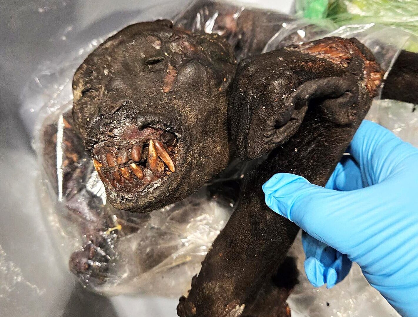 Officials Intercept African Bushmeat at Detroit Metro