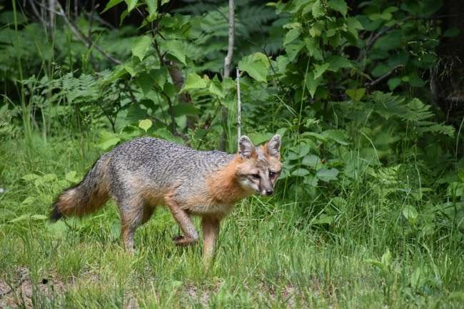 Michigan DNR Asks Public to Report Gray Fox Sightings