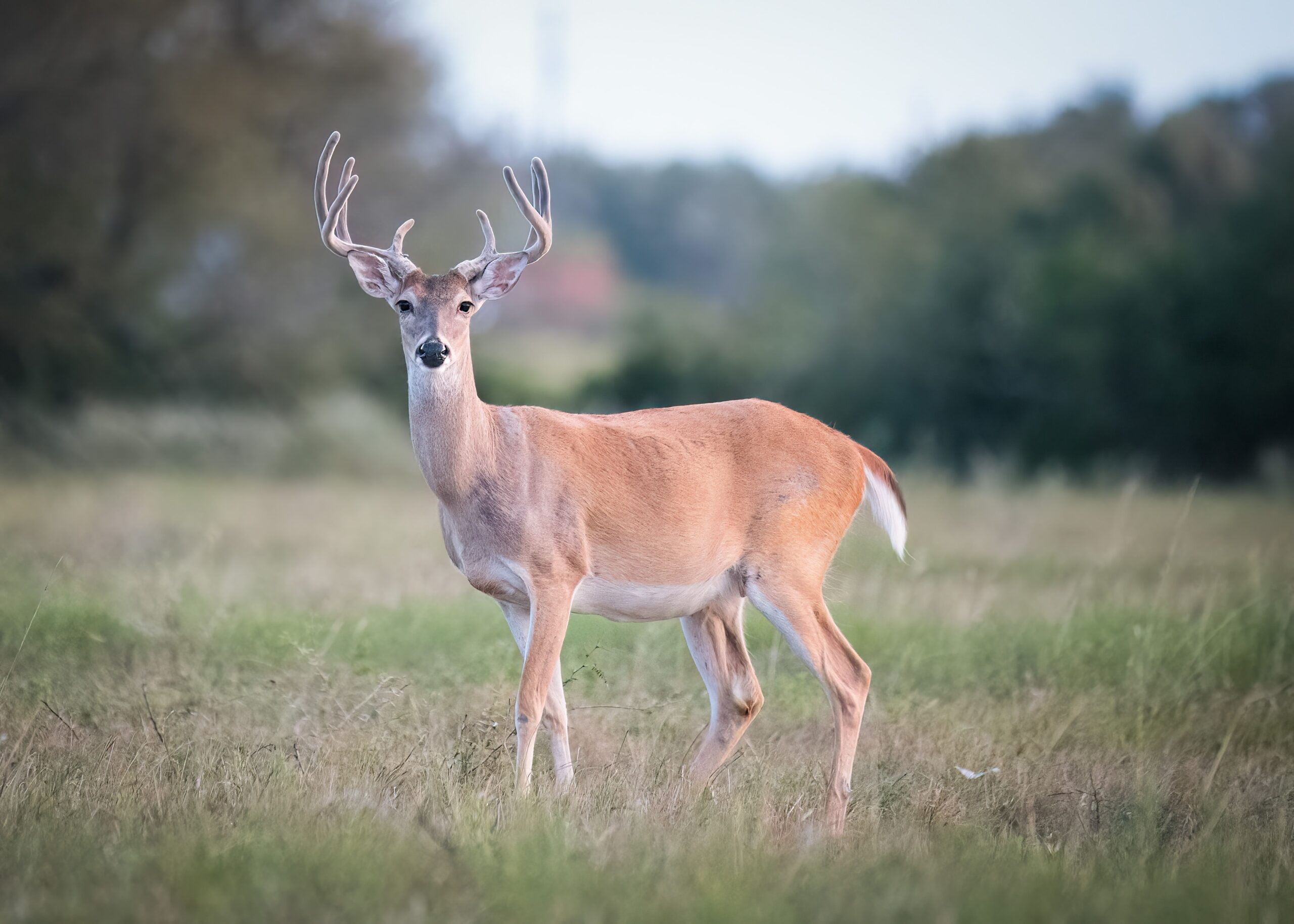 Michigan Deer Die-Off Raises Alarm